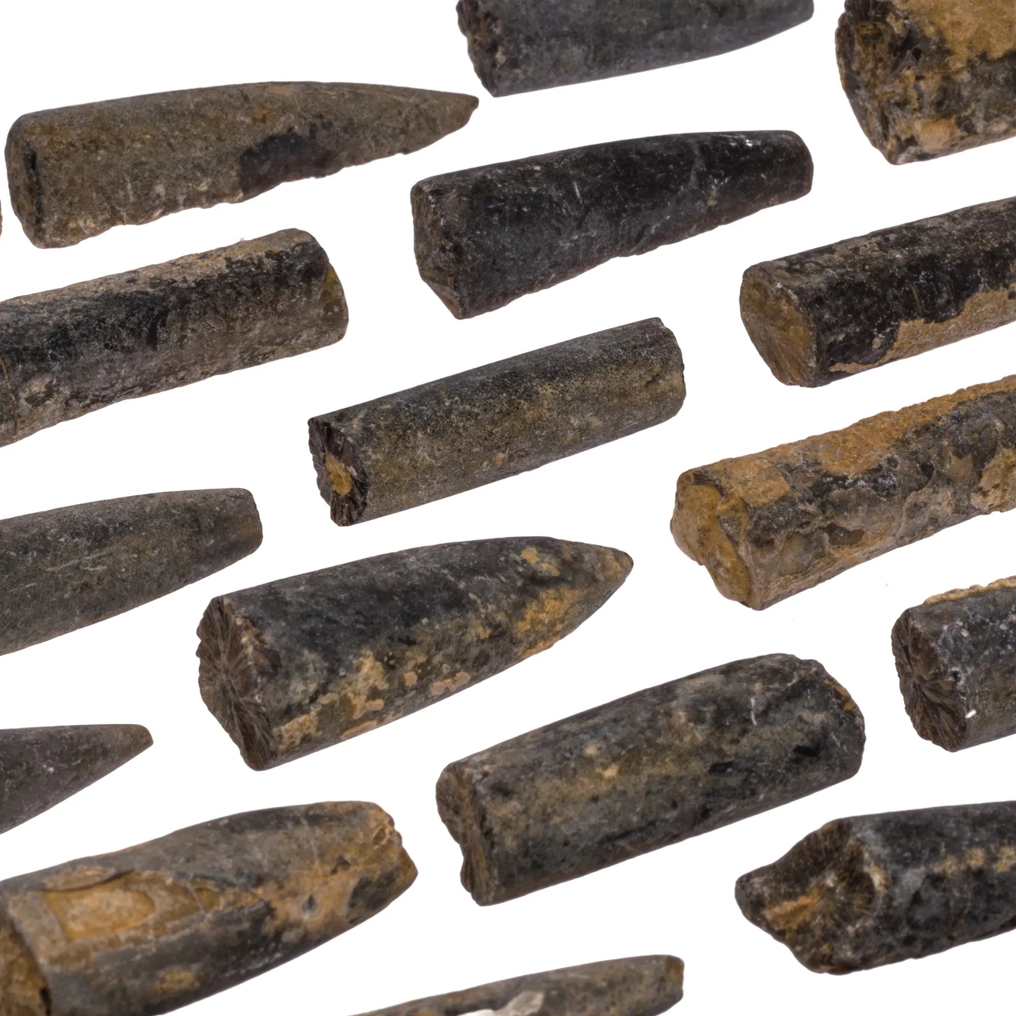 Bélemnite - pierre brute - Jura France - 2 à 3 cm - CRISTAL SOURCES