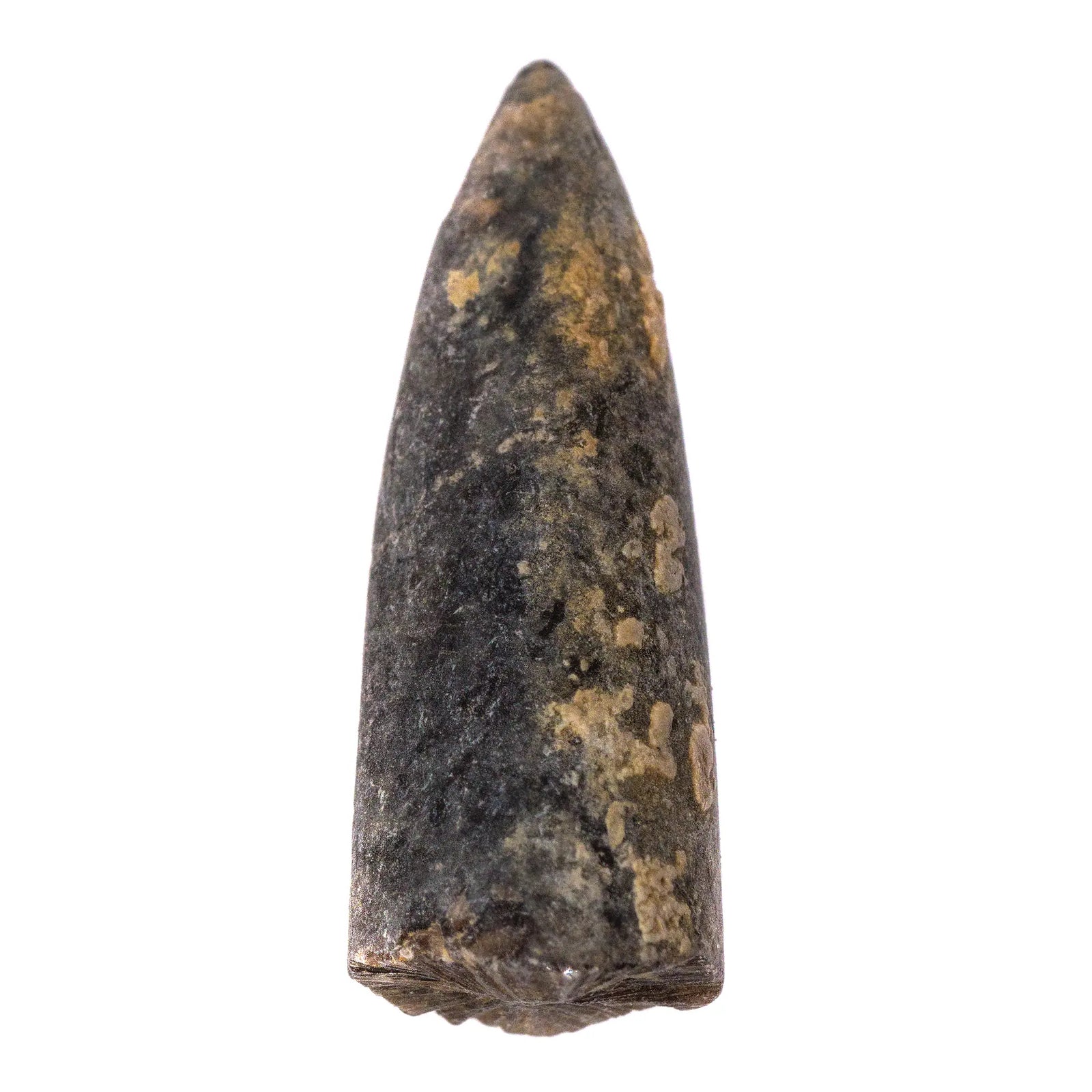 Bélemnite - pierre brute - Jura France - 2 à 3 cm - CRISTAL SOURCES