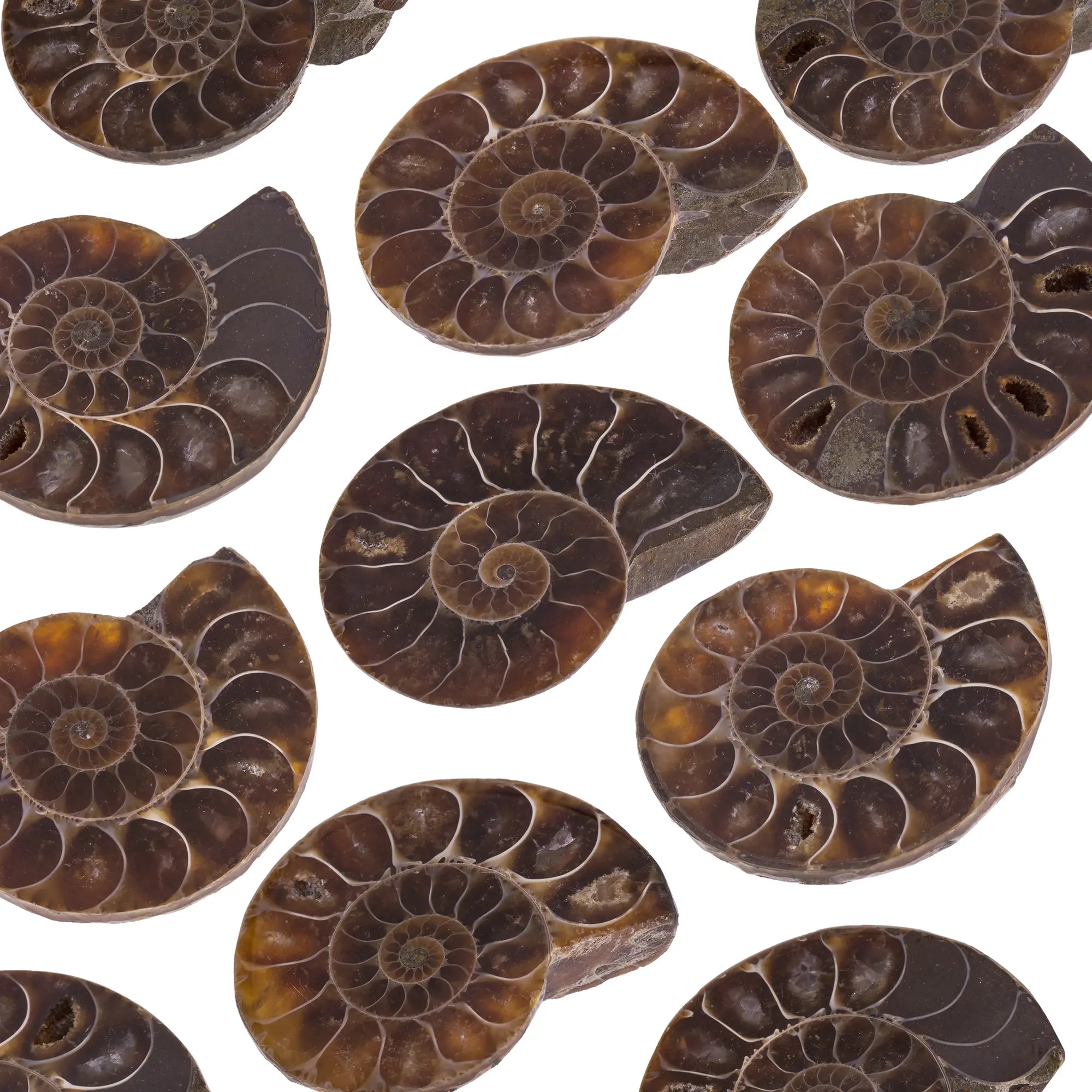 Ammonite - pierre polie - 3 à 3,5 cm - Madagascar - CRISTAL SOURCES