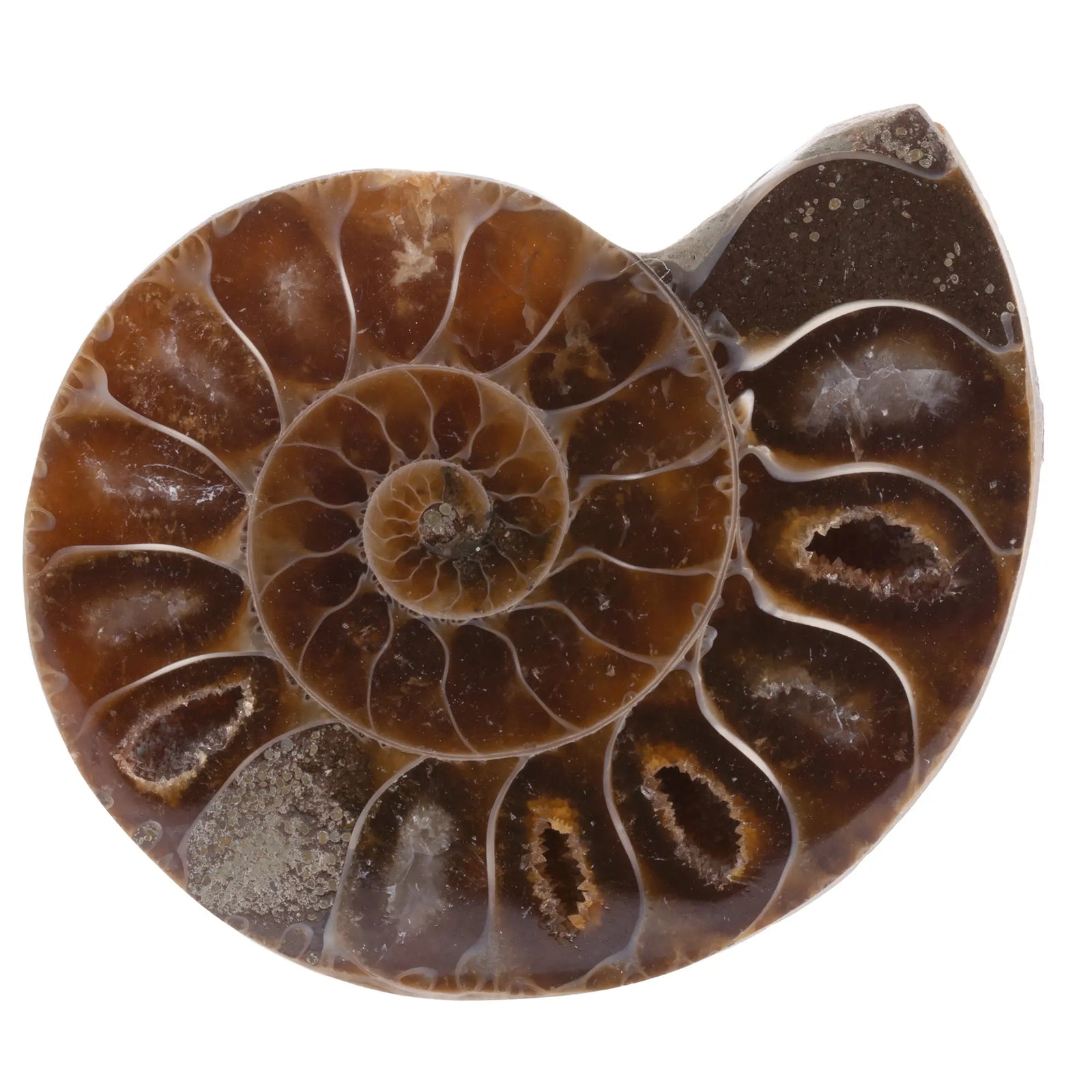 Ammonite - pierre polie - 3 à 3,5 cm - Madagascar - ammonite-polie-tranche-amm8 - CRISTAL SOURCES