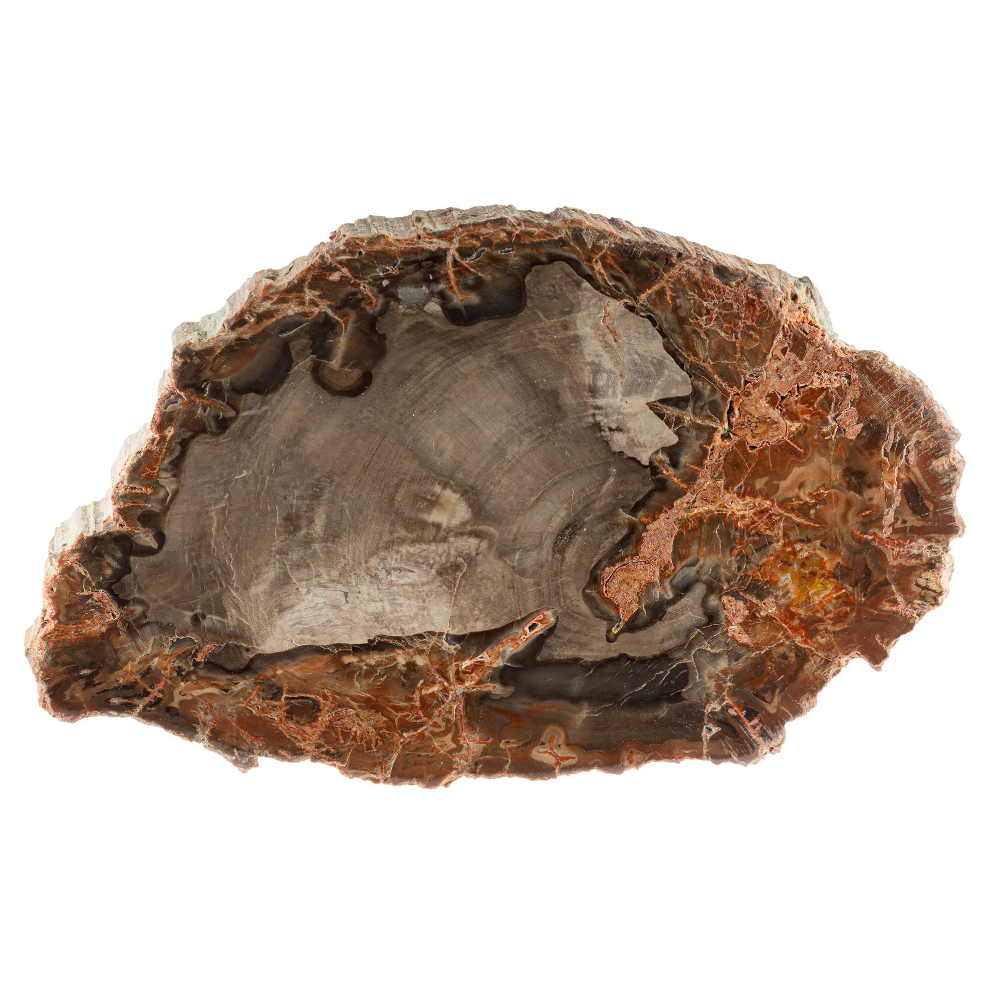 Bois fossile - tranche polie - 11cm - bois-fossile-tranche-poli-bstp1 - CRISTAL SOURCES