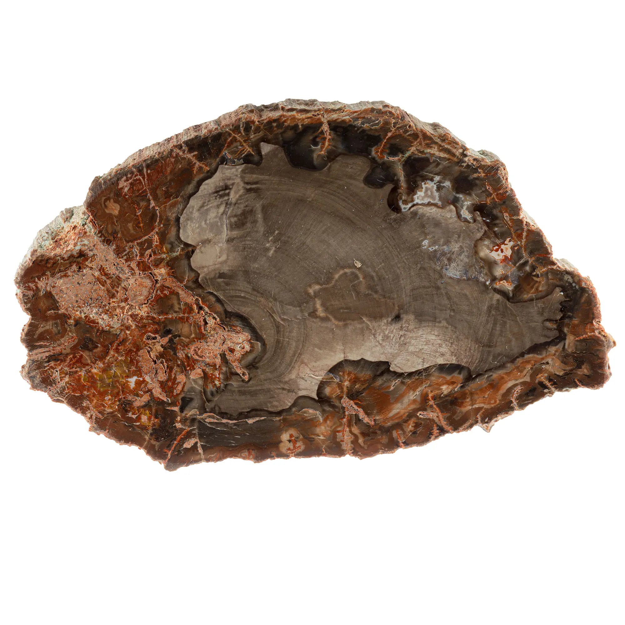 Bois fossile - tranche polie - 11cm - CRISTAL SOURCES