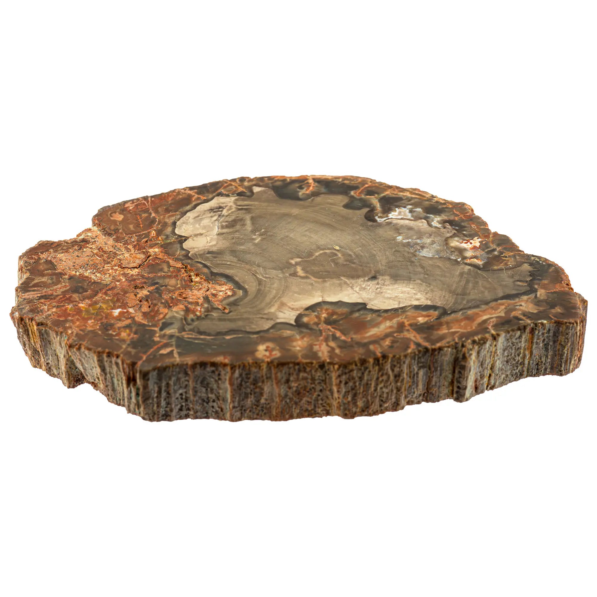 Bois fossile - tranche polie - 11cm - CRISTAL SOURCES