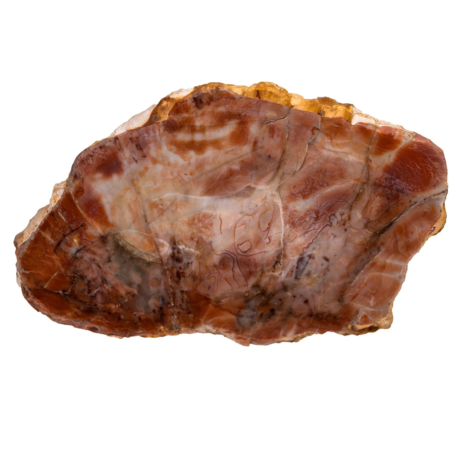 Bois fossile - tranche polie - 10cm - bois-fossile-tranche-poli-bstp2 - CRISTAL SOURCES