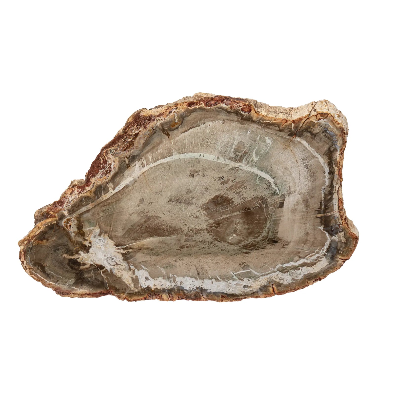 Bois fossile - tranche polie - 14cm - bois-fossile-tranche-poli-bstp3 - CRISTAL SOURCES
