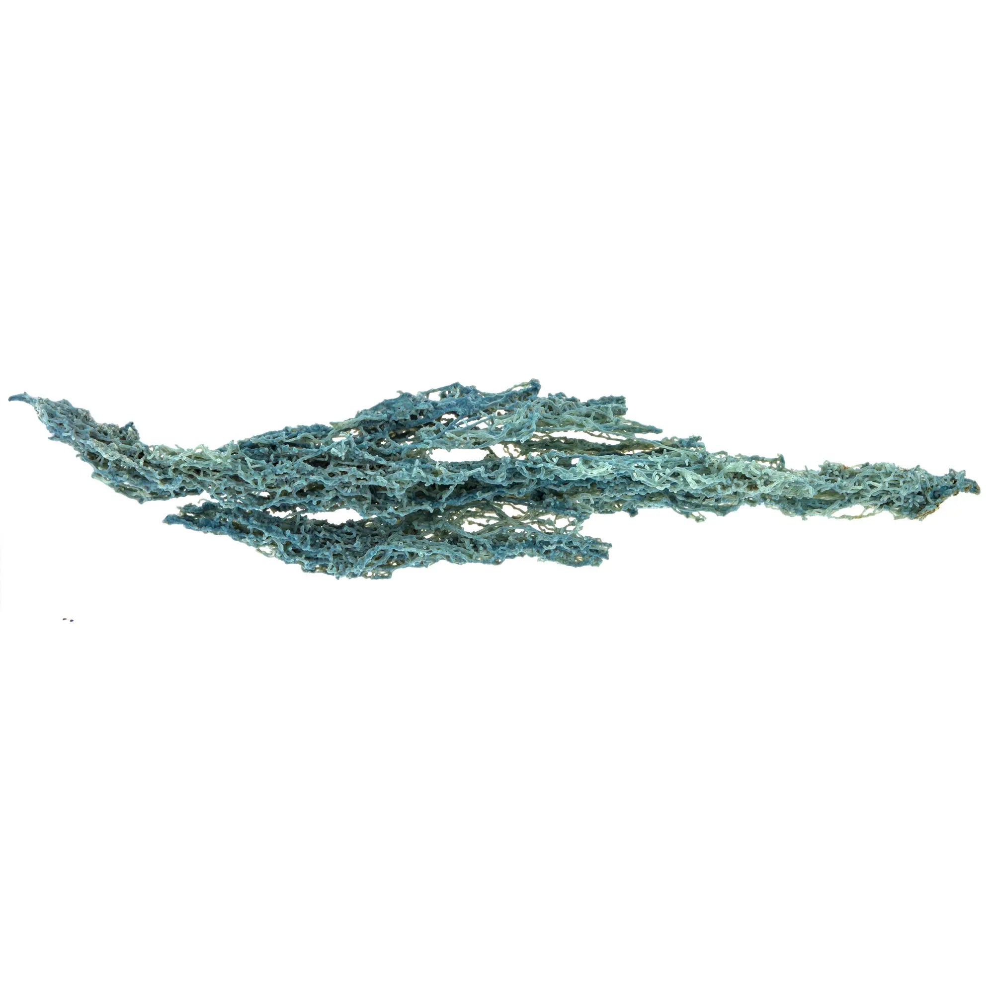 Calcédoine bleue corail - pierre brute - CRISTAL SOURCES
