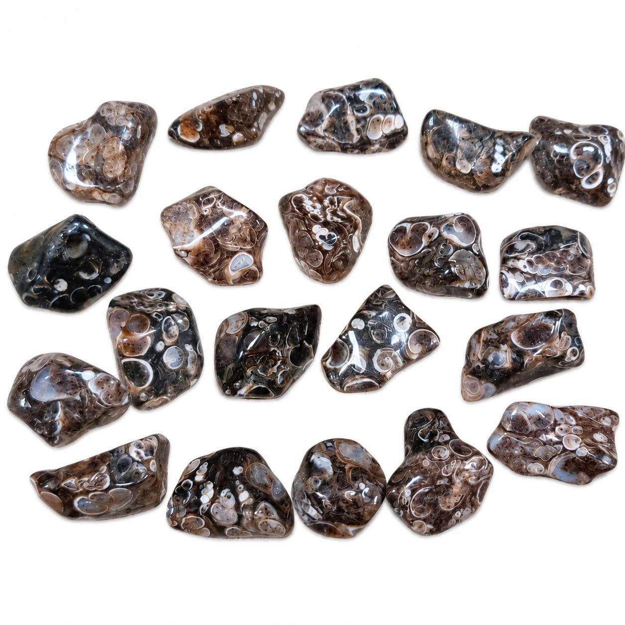 L'agate fossile est aussi appelée agate turitelle ou agate fossilisée