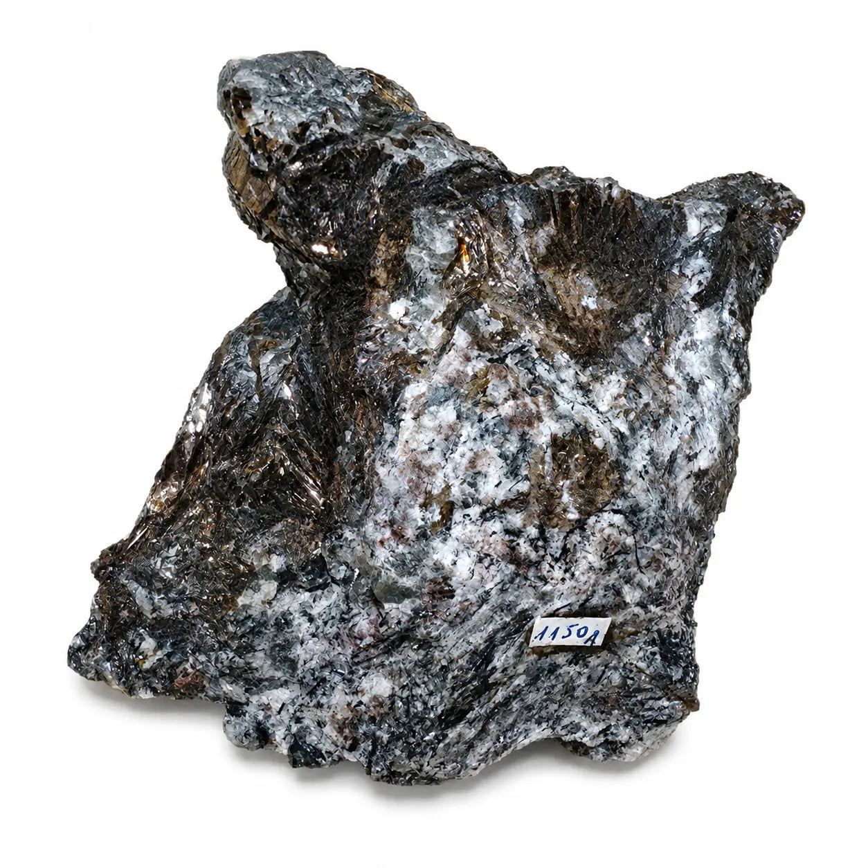 Pierre de collection Astrophyllite cristaux sur gangue de Russie, spécimen présenté dans une main pour montrer sa taille