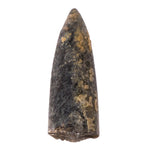 Bélemnite - pierre brute - Jura France - 2 à 3 cm