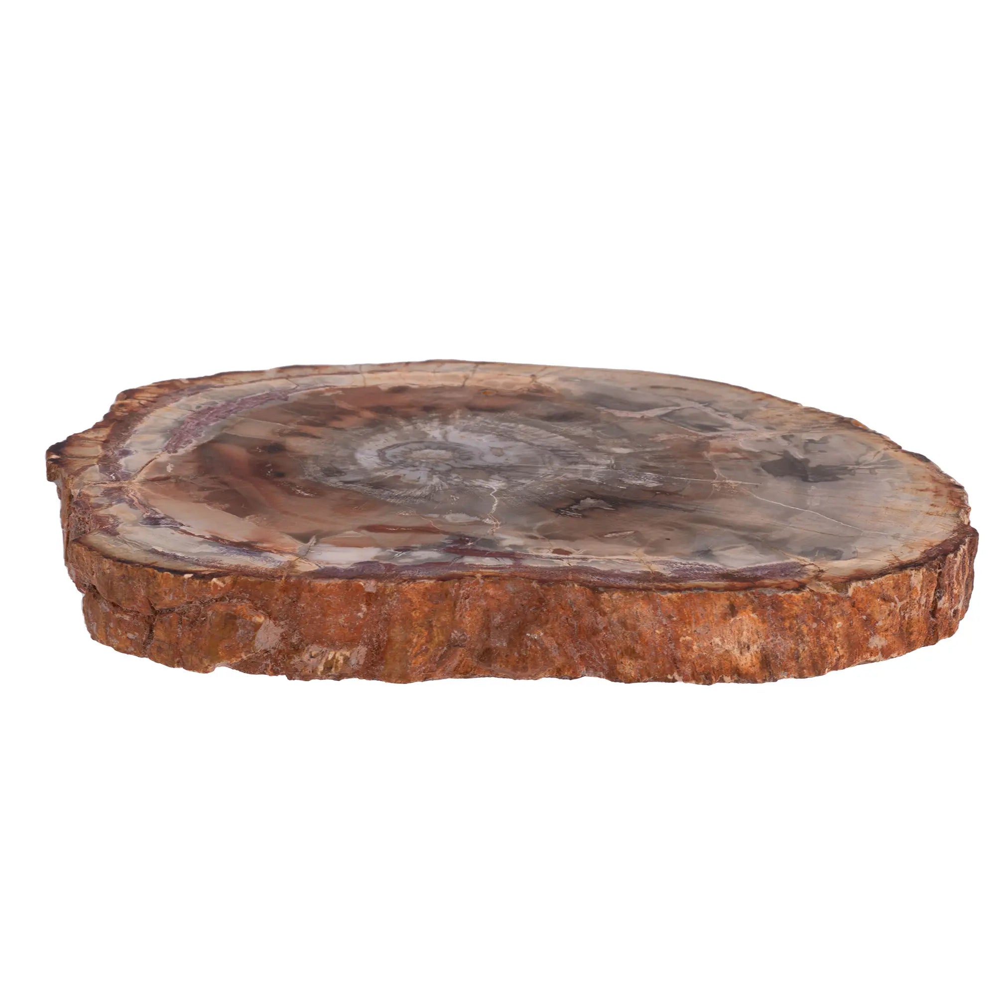 Bois fossile - tranche polie - 9cm - CRISTAL SOURCES