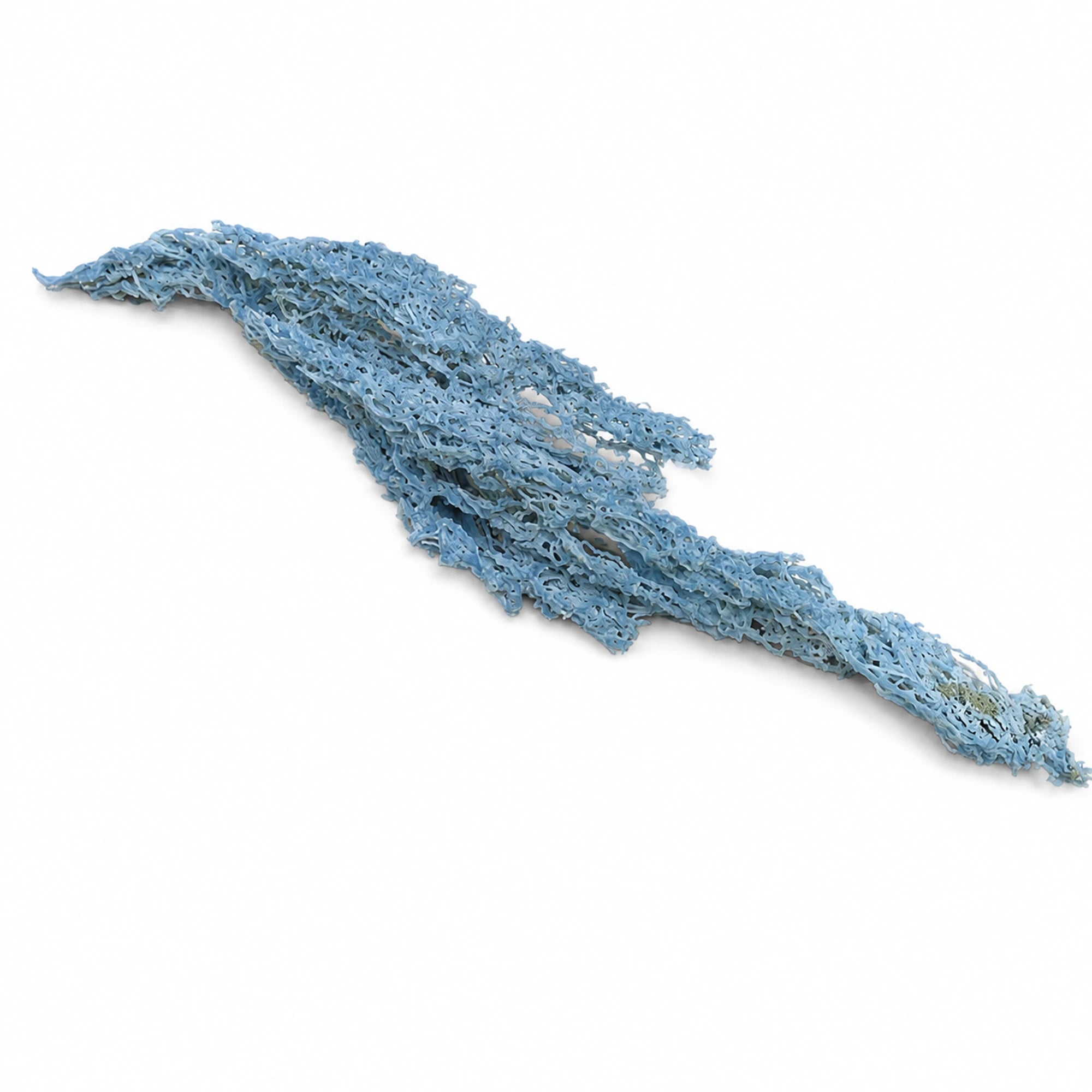 Spécimen de Calcédoine « corail » bleue brute provenant d’Inde, pièce de collection de 21,5 cm