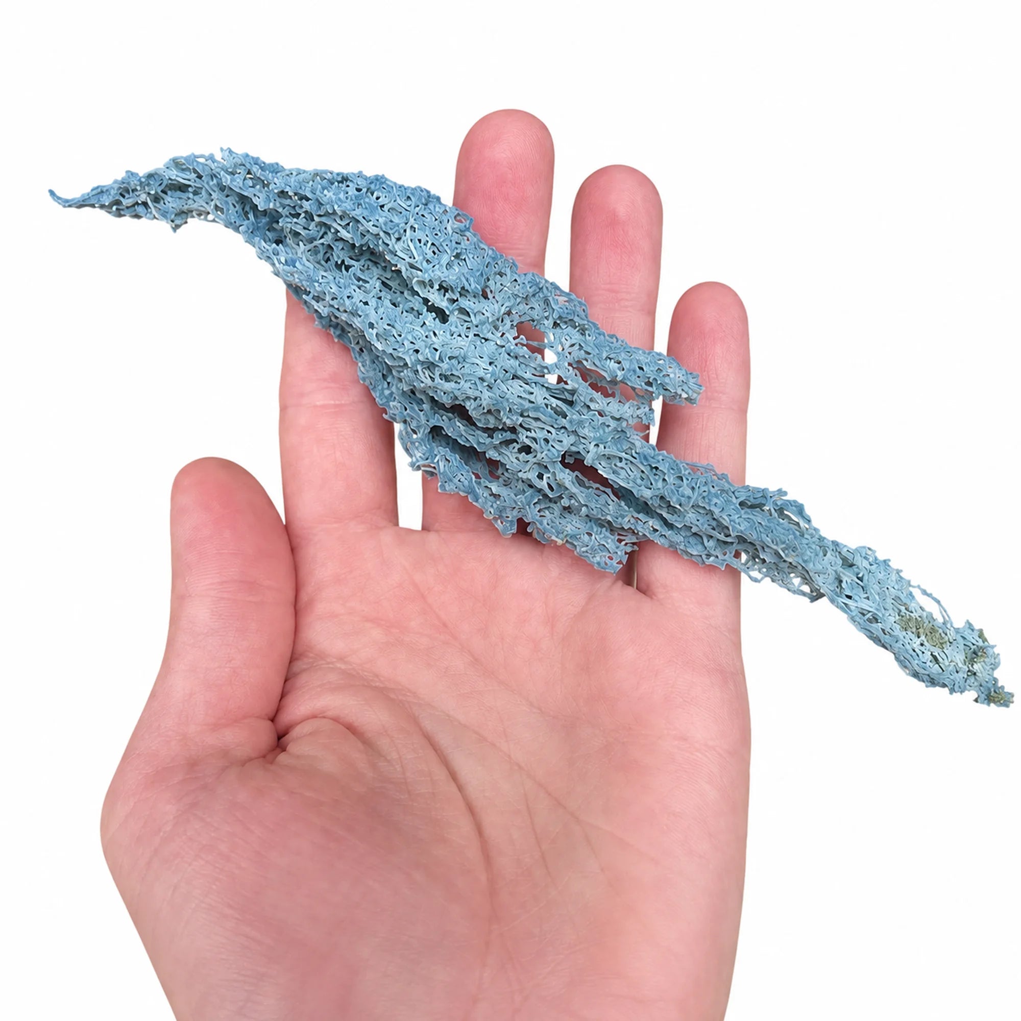 Pierre de collection Calcédoine « corail » bleue brute d’Inde de 21,5 cm présentée dans une main pour apprécier sa taille