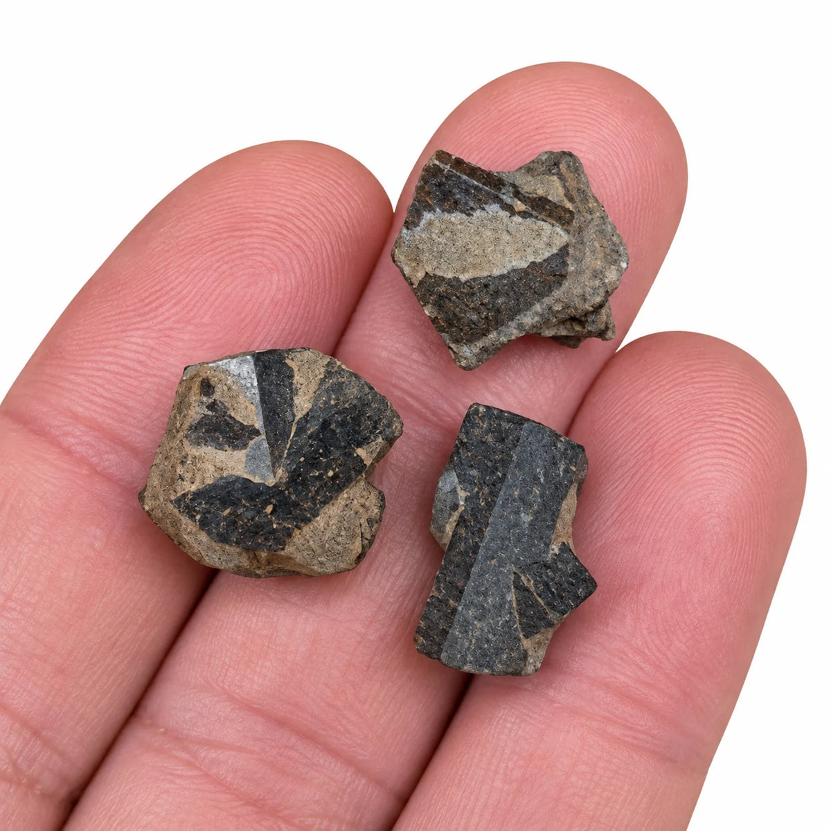 Trois cristaux de staurotide brute de 1 à 2 cm sur le bout des doigts, montrant leur petite taille et leurs formes maclées