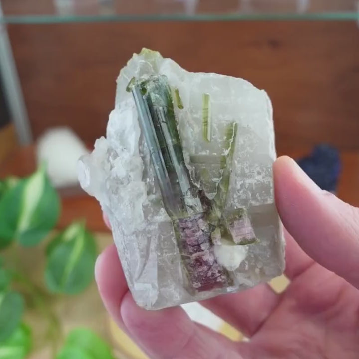 Cristal brut de Tourmaline melon d'eau sur quartz - Coronel Murta