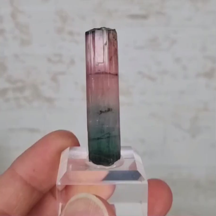 Tourmaline bicolore - rose & verte - Coronel Murta - 11gr - TME2